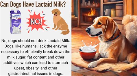 can dogs have lactaid milk.